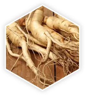 Panax Ginseng in ProstaVive for energy and prostate blood flow
